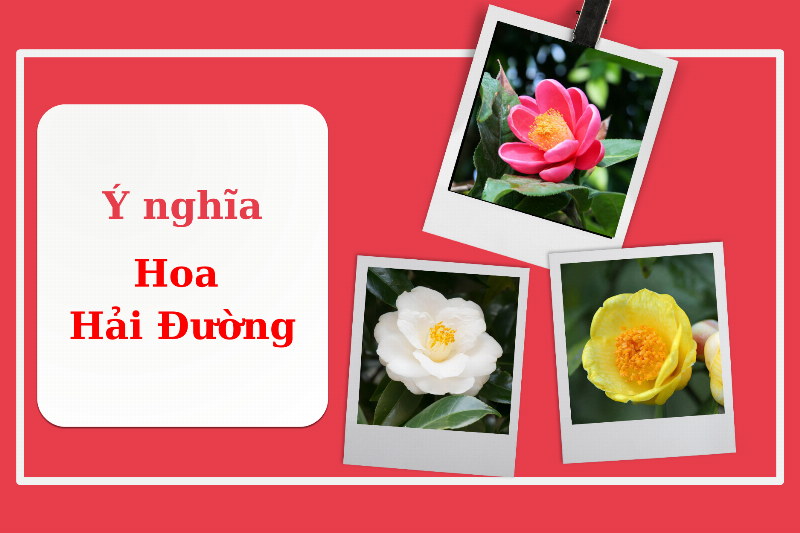 Cận cảnh bông hoa dơn đỏ (hoa lay ơn) khoe sắc, thể hiện vẻ đẹp tinh tế và kiêu sa